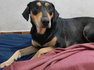 Cachorro raça Srd idade 1 ano nome Jully