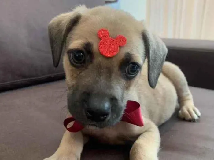 Cachorro raça SRD idade 2 a 6 meses nome Bono