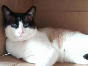 Gato raça Srd idade 3 anos nome Big Cat