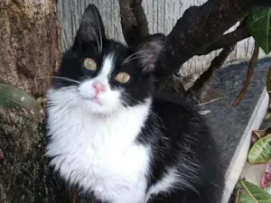 Gato raça Srd idade 2 a 6 meses nome Popozinho