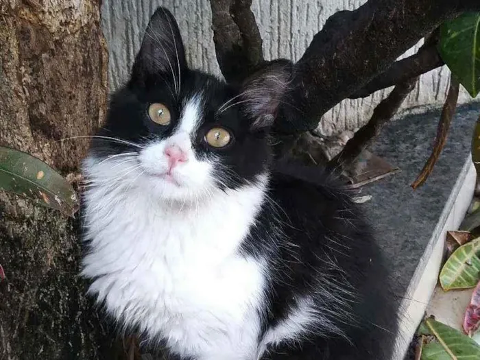 Gato ra a Srd idade 2 a 6 meses nome Popozinho