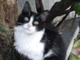 Popozinho