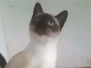 Gato raça Srd idade 7 a 11 meses nome Catatau