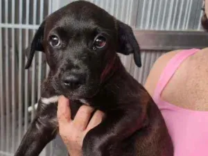 Cachorro raça SRD idade 2 a 6 meses nome Aila