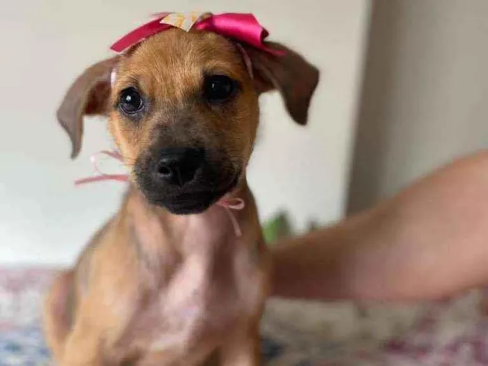 Cachorro raça SRD idade 2 a 6 meses nome Betinha