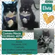 Elvis 