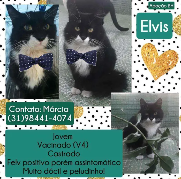 Gato raça Srd idade 1 ano nome Elvis 