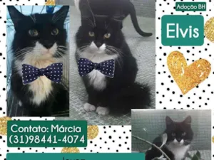 Gato raça Srd idade 1 ano nome Elvis 