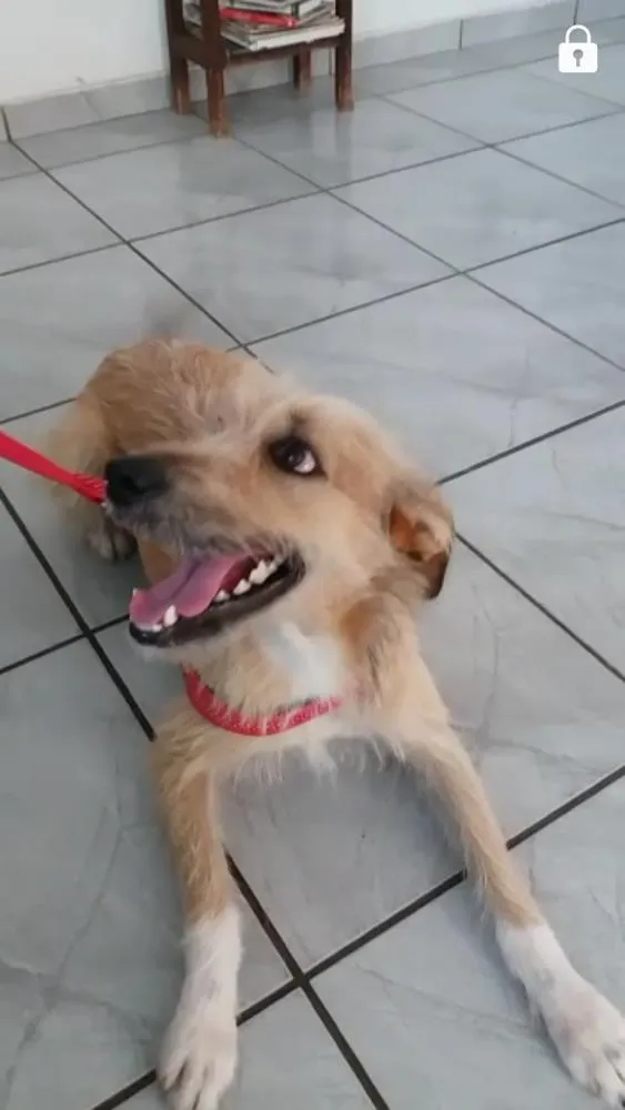 Cachorro raça Srd idade 1 ano nome Francisco 