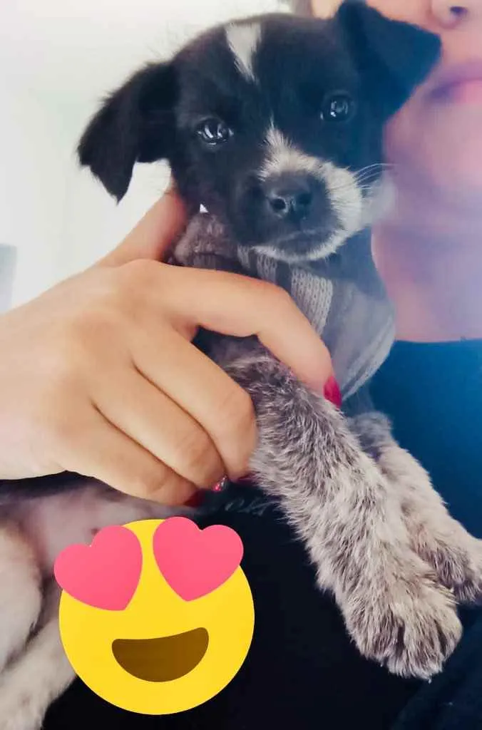 Cachorro raça Srd idade Abaixo de 2 meses nome Bebezinha