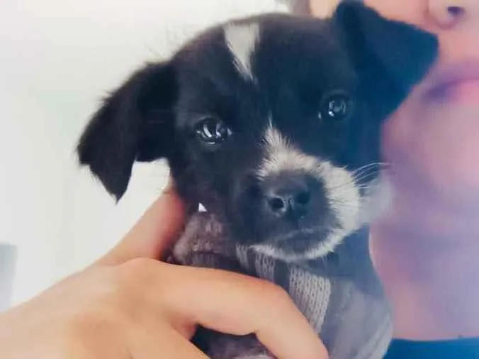 Cachorro raça Srd idade Abaixo de 2 meses nome Bebezinha