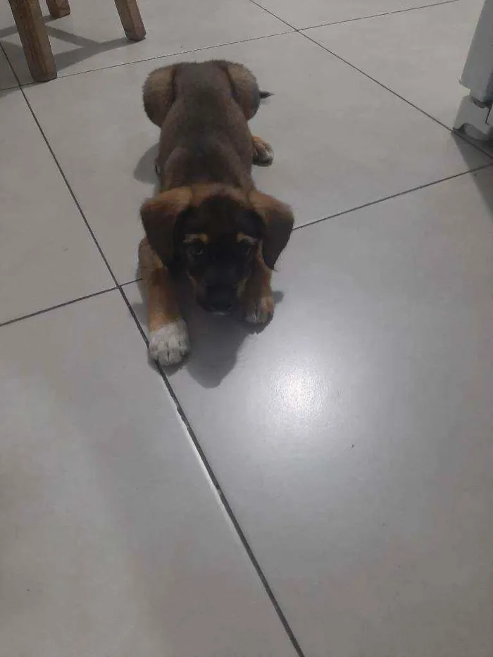 Cachorro ra a Srd idade 2 a 6 meses nome Princesa