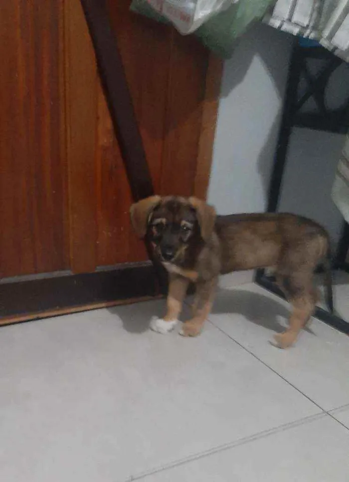 Cachorro ra a Srd idade 2 a 6 meses nome Princesa