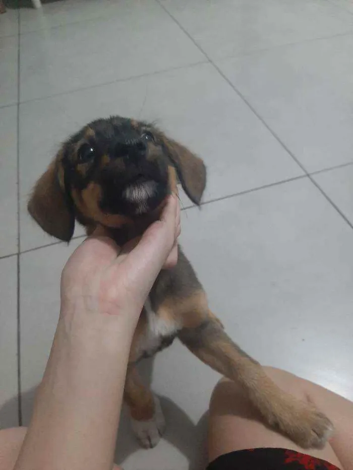 Cachorro ra a Srd idade 2 a 6 meses nome Princesa