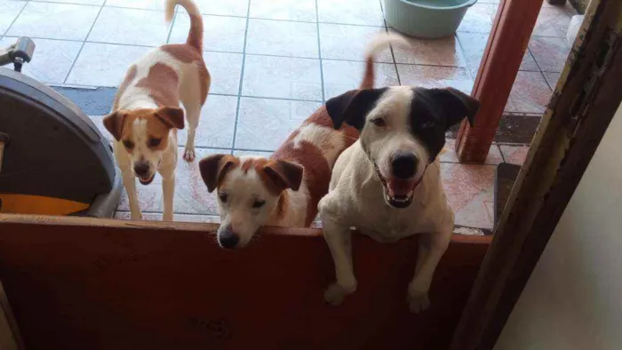 Cachorro ra a viralata idade 1 ano nome panqueca