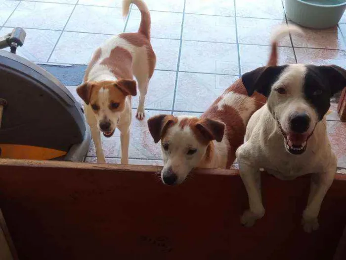 Cachorro ra a viralata idade 1 ano nome panqueca
