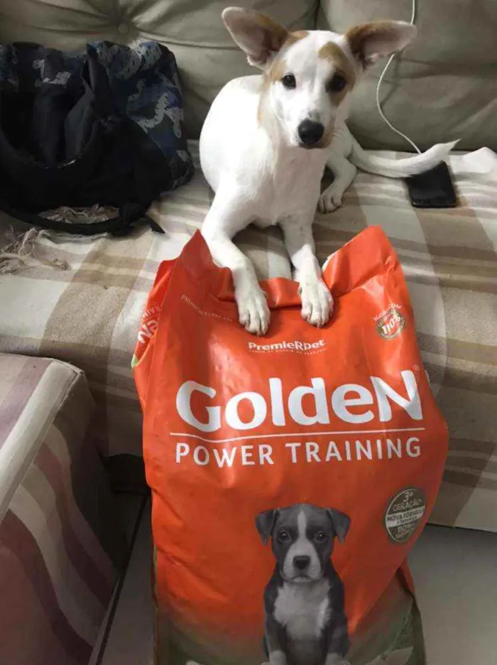 Cachorro raça Indefinido idade 7 a 11 meses nome Clarinha