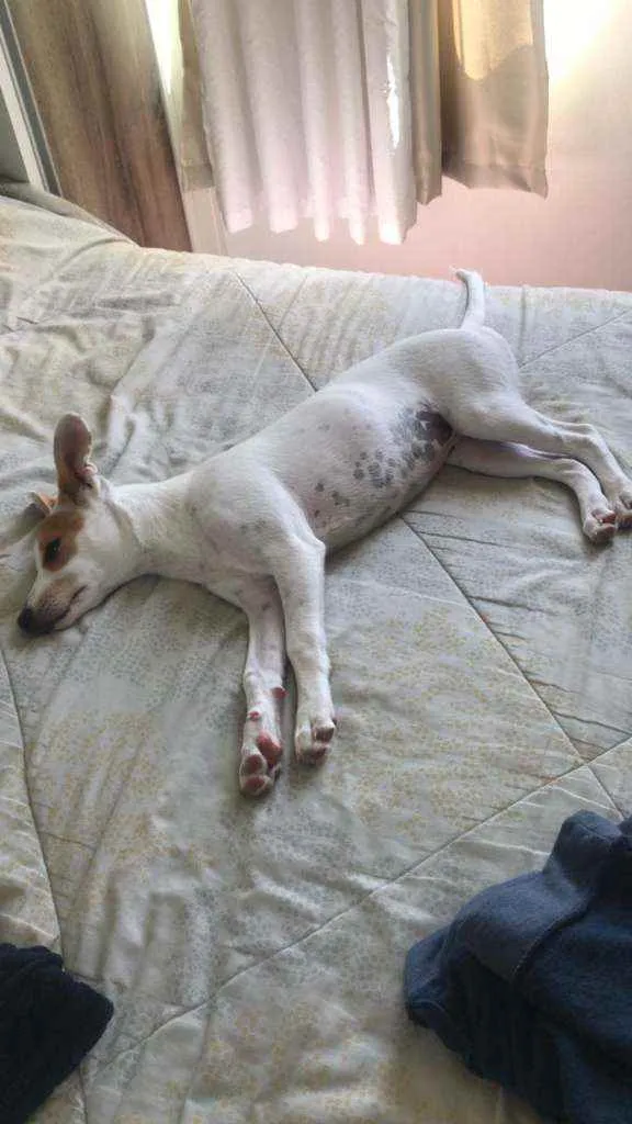 Cachorro raça Indefinido idade 7 a 11 meses nome Clarinha