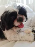 Cachorro raça Shih Tzu idade 7 a 11 meses nome Chade e Lola