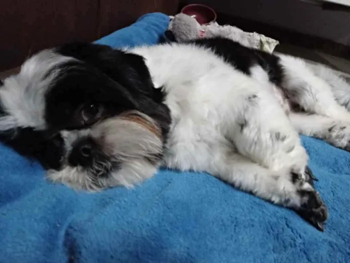 Cachorro raça Shih Tzu idade 7 a 11 meses nome Chade e Lola