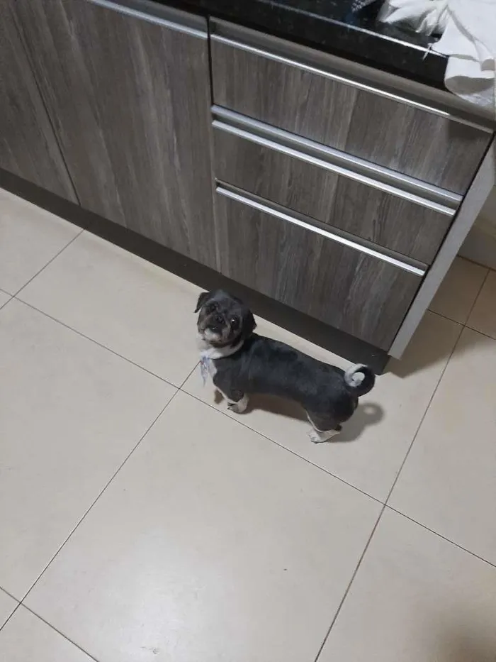Cachorro ra a Shih-tzu idade 5 anos nome James