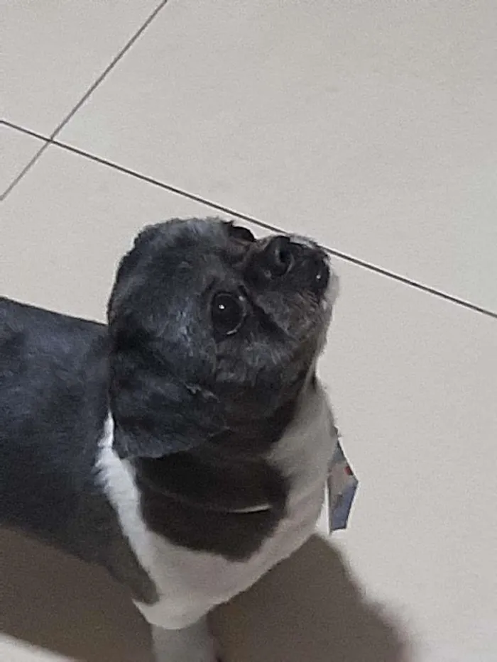 Cachorro ra a Shih-tzu idade 5 anos nome James