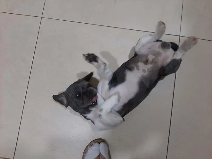 Cachorro ra a Shih-tzu idade 5 anos nome James
