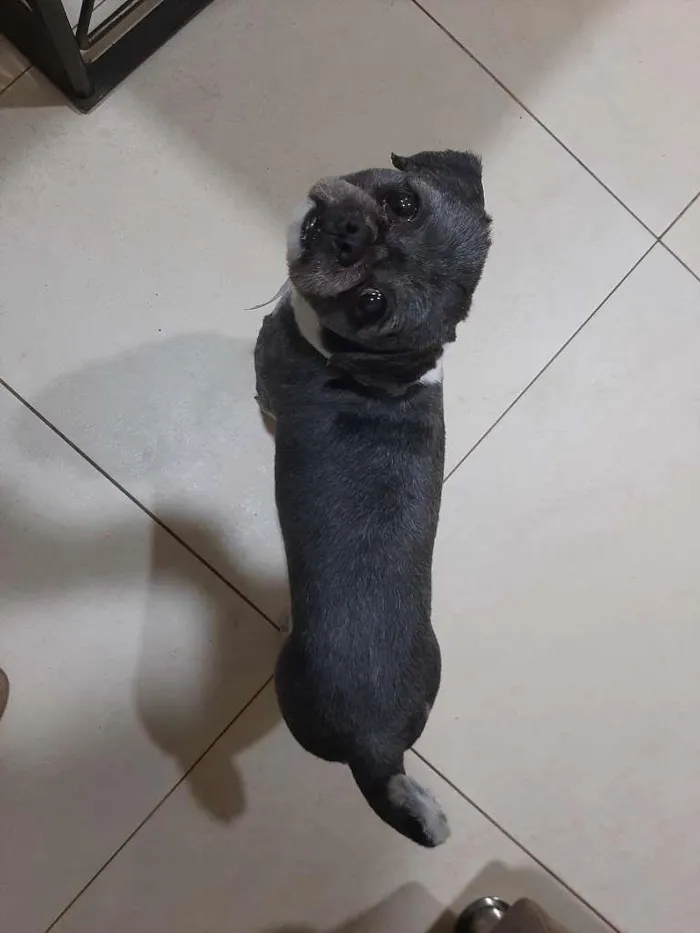 Cachorro ra a Shih-tzu idade 5 anos nome James