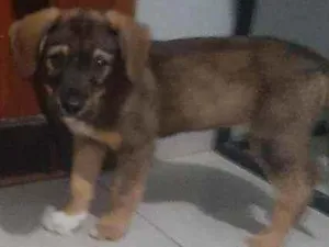 Cachorro raça Srd idade 2 a 6 meses nome Princesa