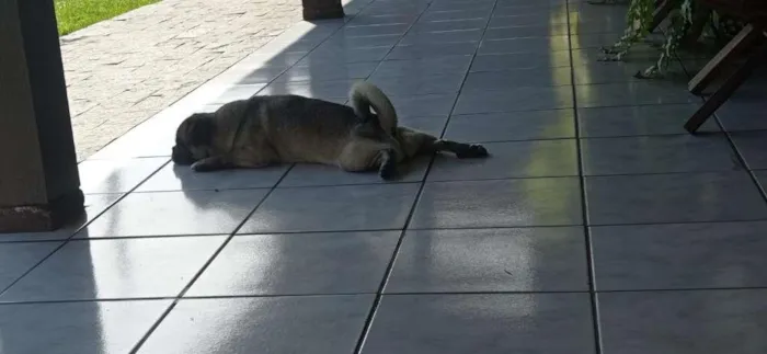 Cachorro ra a pug idade 6 ou mais anos nome tina