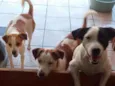 panqueca