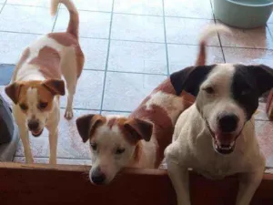 Cachorro raça viralata idade 1 ano nome panqueca