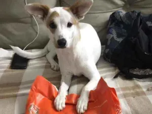 Cachorro raça Indefinido idade 7 a 11 meses nome Clarinha