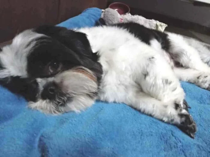 Cachorro raça Shih Tzu idade 7 a 11 meses nome Chade e Lola