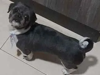 Cachorro ra a Shih-tzu idade 5 anos nome James