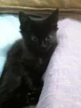 Mavis