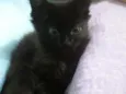 Mavis
