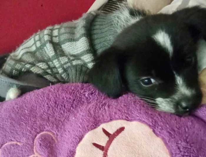 Cachorro raça Srd idade Abaixo de 2 meses nome Bebezinha