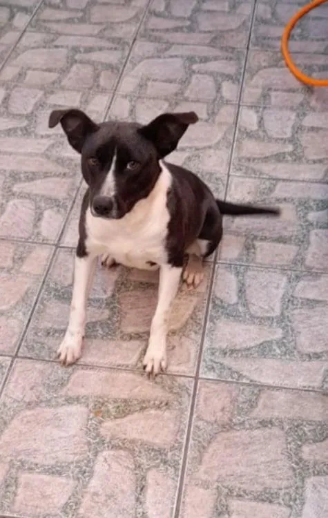Cachorro ra a SRD-ViraLata idade 7 a 11 meses nome Peguy