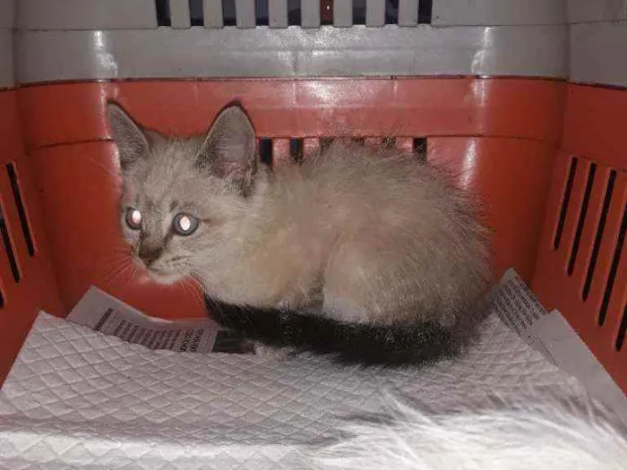 Gato raça Srd idade 2 a 6 meses nome Bill