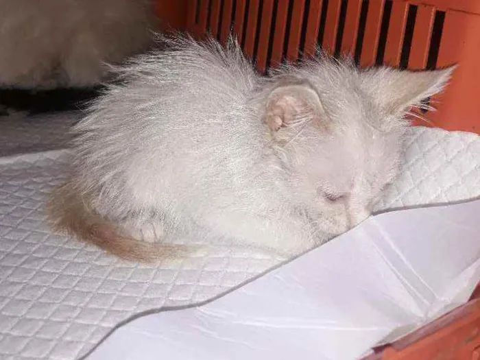 Gato raça Srd idade 2 a 6 meses nome Caio