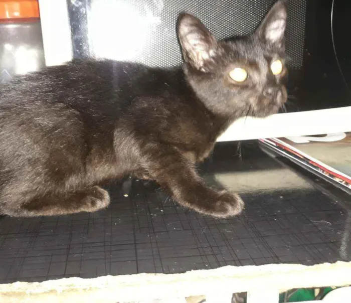 Gato ra a Srd idade 2 a 6 meses nome Luana