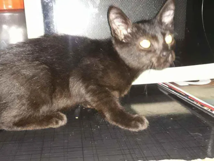 Gato ra a Srd idade 2 a 6 meses nome Luana
