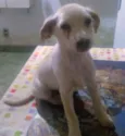 Frida