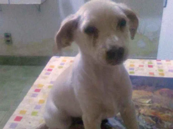 Cachorro ra a SRD  idade 2 a 6 meses nome Frida