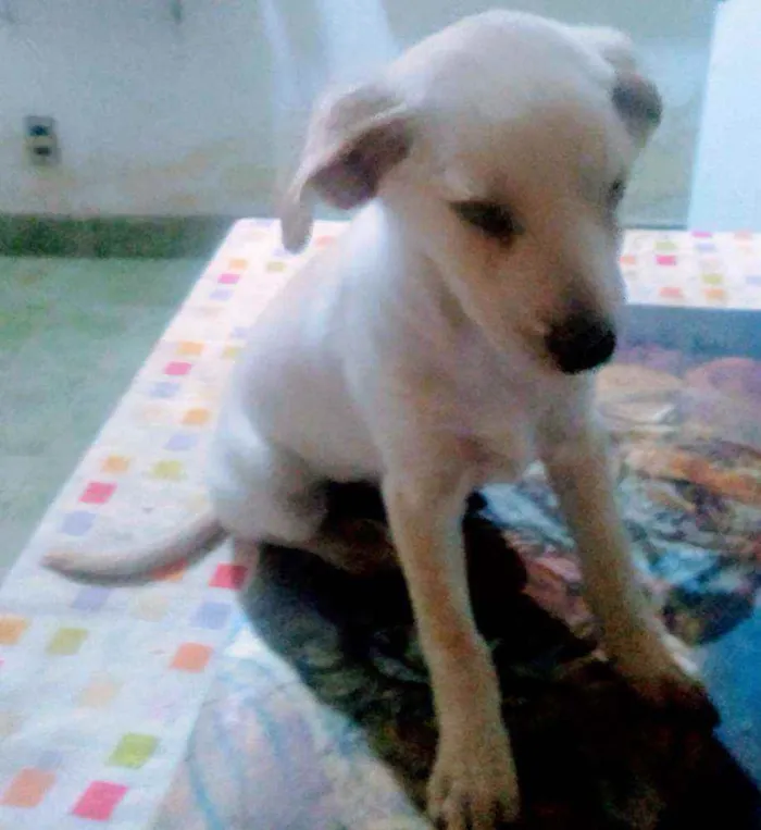 Cachorro ra a SRD  idade 2 a 6 meses nome Frida