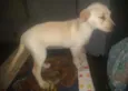Frida