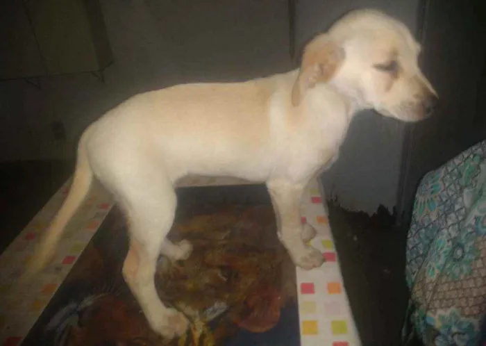 Cachorro ra a SRD  idade 2 a 6 meses nome Frida