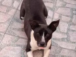 Cachorro raça SRD-ViraLata idade 7 a 11 meses nome Peguy
