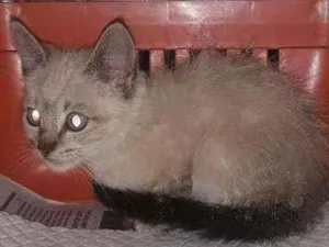 Gato raça Srd idade 2 a 6 meses nome Bill